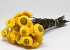 Helichrysum Geöffnet Gelb 45cm 