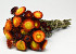 Helichrysum Open Rood 45cm