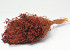 Broom Bloom Rust Red 50cm