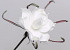 Blume Schaumstoff Weiß, D 20cm