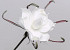 Foam Flower White, D 20cm