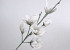 Foam Magnolia Wit/Grijs, D 18cm