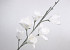 Foam Magnolia White, D 18cm