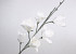 Schaumstoff Magnolia Weiß, D 18cm