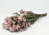 Rice Flower 60cm, 10 stelen