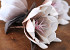 Blume Schaumstoff Weiß/Mocca, D 16cm