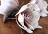 Foam Bloem Wit/Mocca, D 16cm