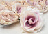 Rose Pink/Cream D11cm 