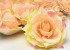 Rose Satin D11cm Peach/Pink