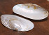 Shell Mother of Pearl 20cm