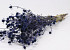 Chardon Eryngium 60cm Bleu