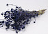 Eryngium Disteln 60cm Blau