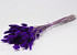 Lagurus Purple 65cm