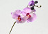 Orchidée Papillon 33cm Rose