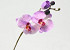 Phalaenopsis 33cm Roze