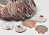 Shells Amusium Japonicum 1kg