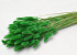 Bouquet Lagurus Vert 65cm