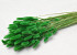 Lagurus Green 65cm