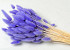 Lagurus Pastel Violet 65cm
