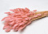 Lagurus Soft Pink 65cm