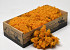 Lichen stabilisé Orange 500gr.
