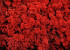 Lichen stabilisé Rouge par kg