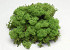 Reindeer Moss Medium Green 40g.