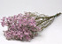 Limonium Pink 70cm 