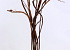 Salix Sekka 80cm par Branche