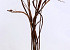 Salix Sekka 80cm per branch