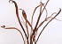 Salix Sekka 80cm par Branche