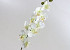 Phalaenopsis 9-bloemig 80cm wit