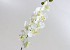 Phalaenopsis 9-Blumen 80cm weiss