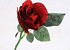 Rose Rot 30cm