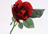 Rose Rouge 30cm