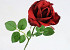 Rose 37cm Red