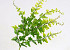 Artificial Fern 33cm