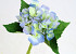 Hortensia 35cm blauw