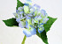 Hortensia 35cm bleu