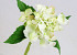 Hortensia 35cm blanc