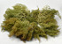 Sea Moss 2nd Quality