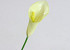 Calla White 45cm