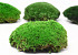 Cushion Moss light Green Sample