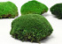 Cushion Moss Forest Green Sample