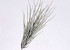 Pick of Tillandsia 35cm