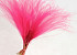 Stipa Penata 50cm, Roze, bosje van 10 toeven