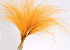 Stipa Penata 50cm, Orange