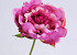 Peony Rose 25cm dark Pink