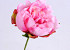 Pivoine 25cm rose