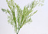 Bamboo Leaf 48cm green
